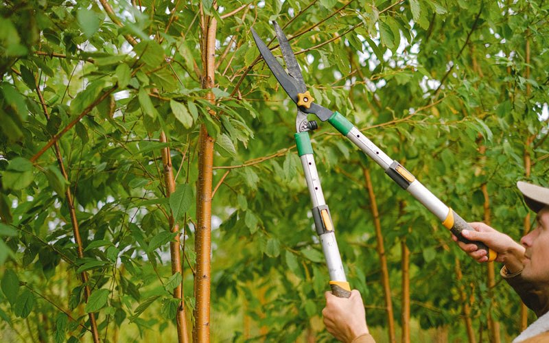 Tree trimming in Brookings, OR